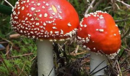 911吃瓜爆料蘑菇网,蘑菇网背后惊人内幕大揭秘